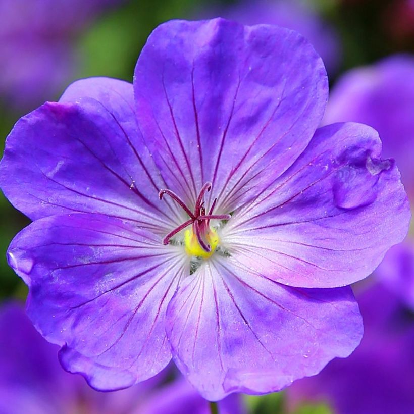 Storchschnabel Eureka Blue - Geranium (Blüte)