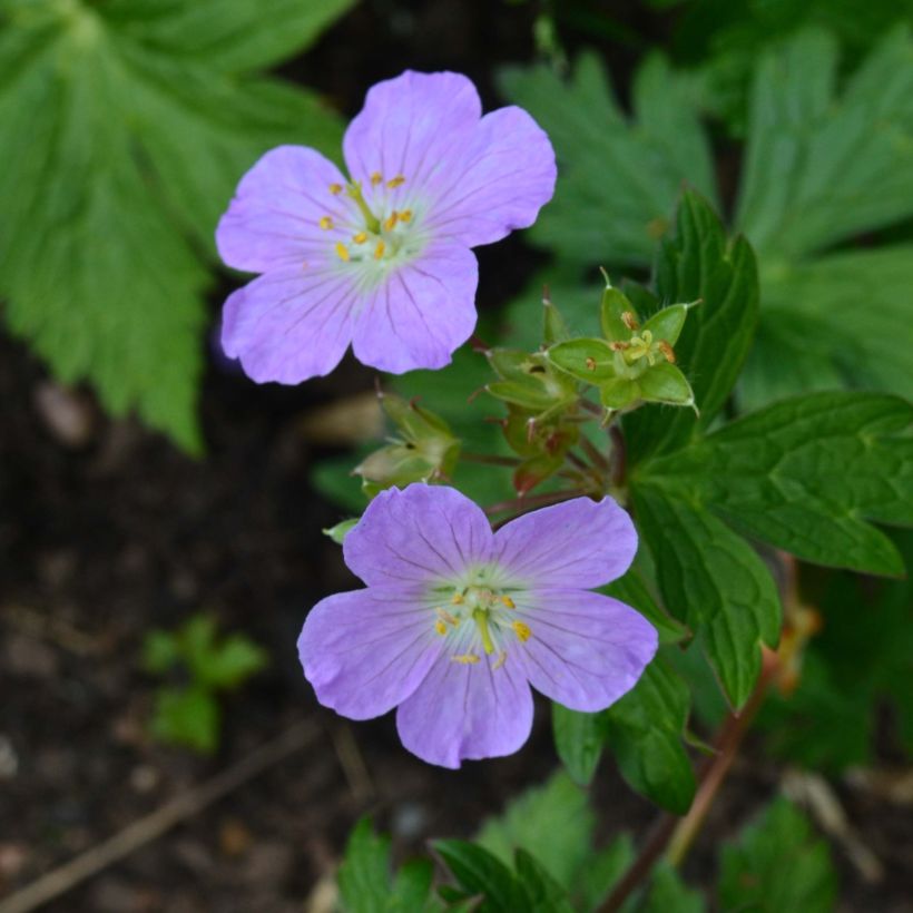 Geranium maculatum Vickie Lynn - Dunkelblättriger Storchschnabel (Blüte)