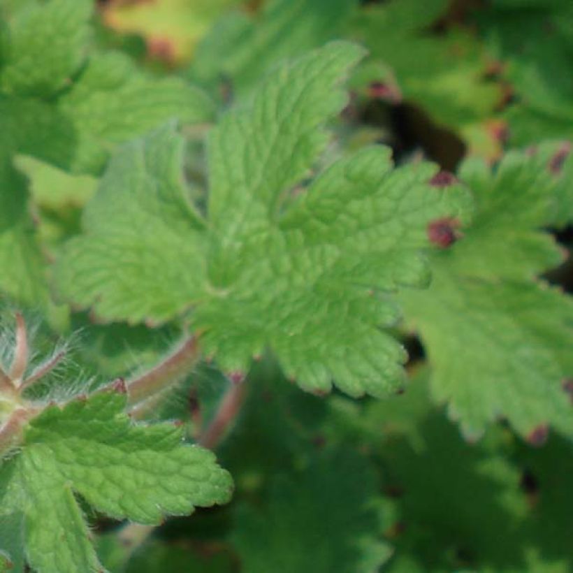 Geranium ibericum - Iberisches Storchschnabel (Laub)