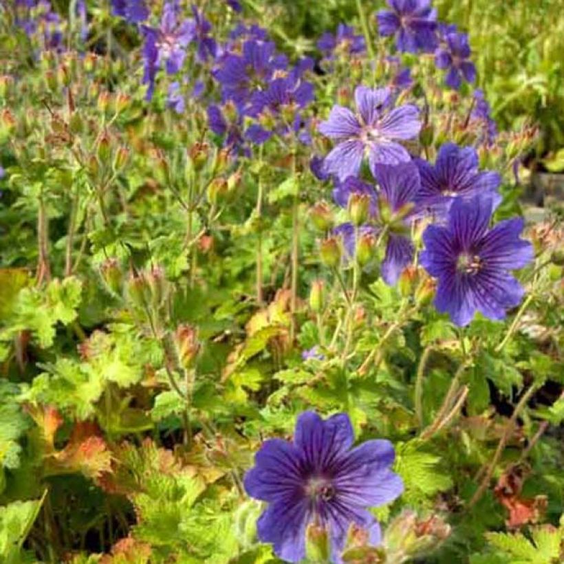 Geranium ibericum - Iberisches Storchschnabel (Hafen)