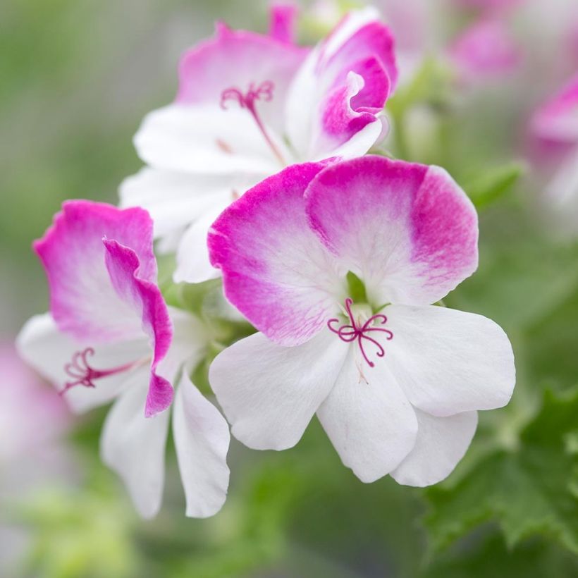 Duftende Pelargonie Mosquitaway Louise - Pelargonium (Blüte)