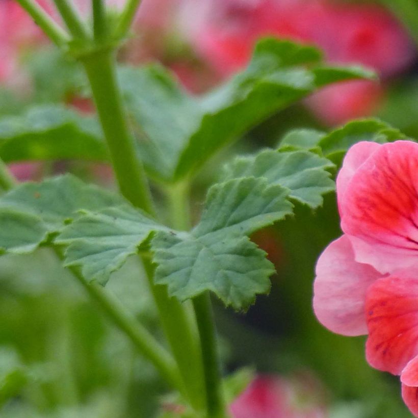 Duftende Pelargonie Paton's Unique - Pelargonium (Laub)