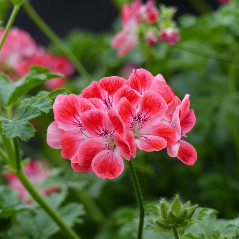 Duftende Pelargonie Paton's Unique - Pelargonium (Blüte)