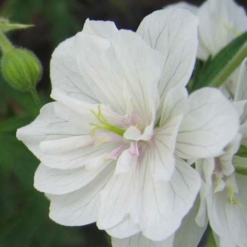 Geranium pratense Plenum Album - Wiesen-Storchschnabel (Blüte)