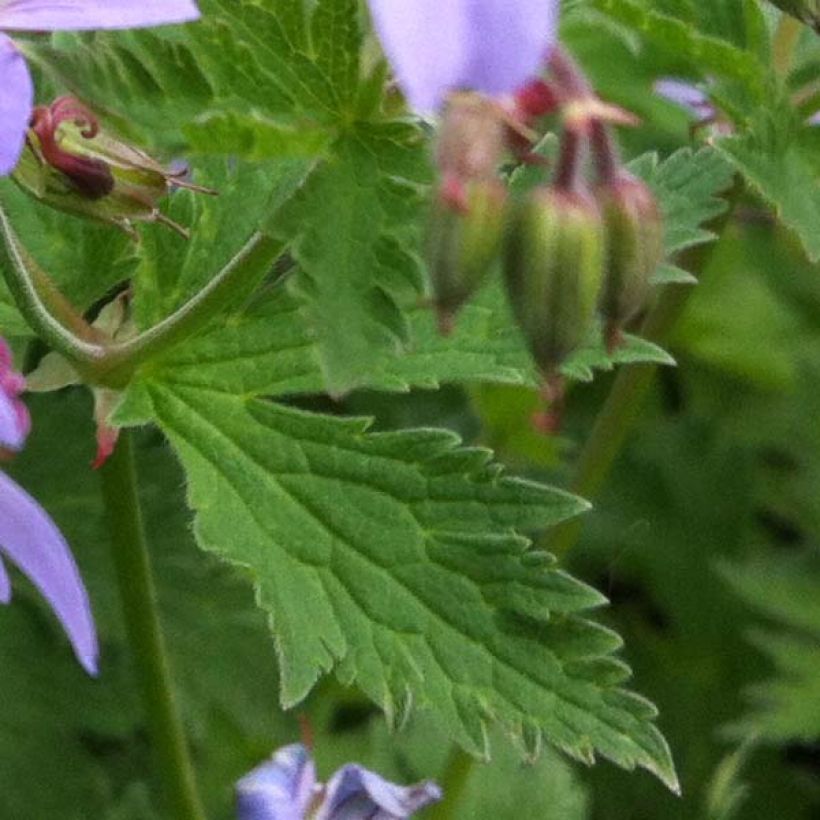 Geranium sylvaticum Prelude - Wald-Storchschnabel (Laub)