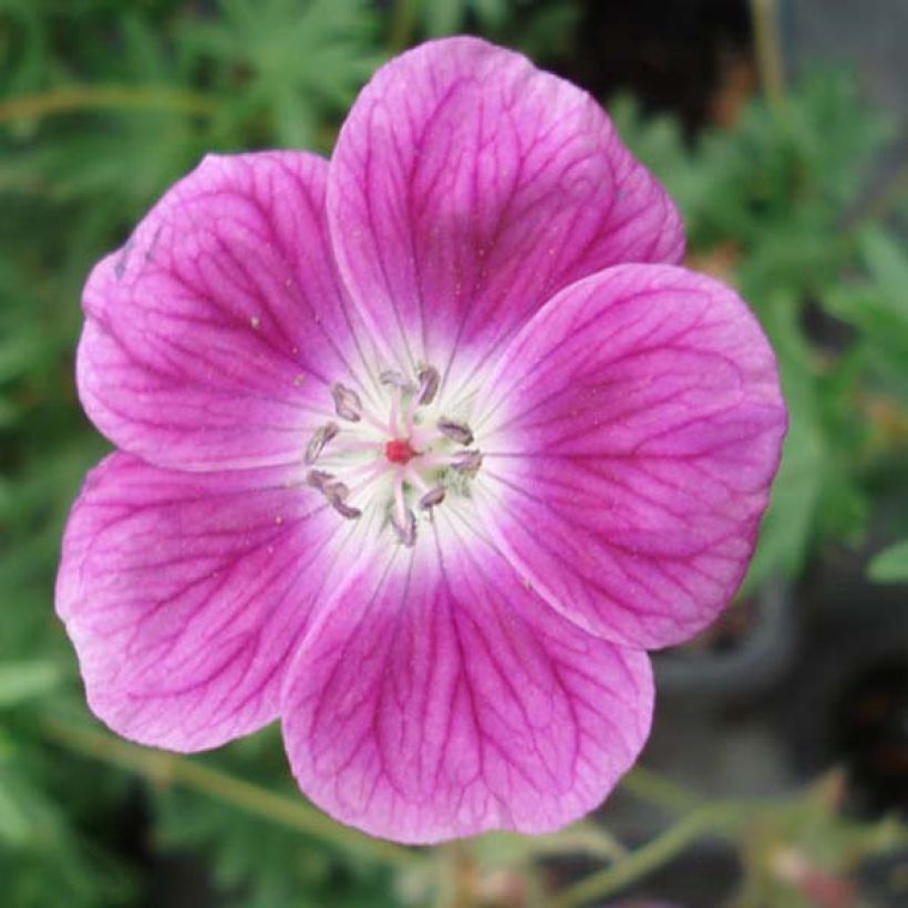 Geranium sanguineum Elke - Blutstorchschnabel (Blüte)