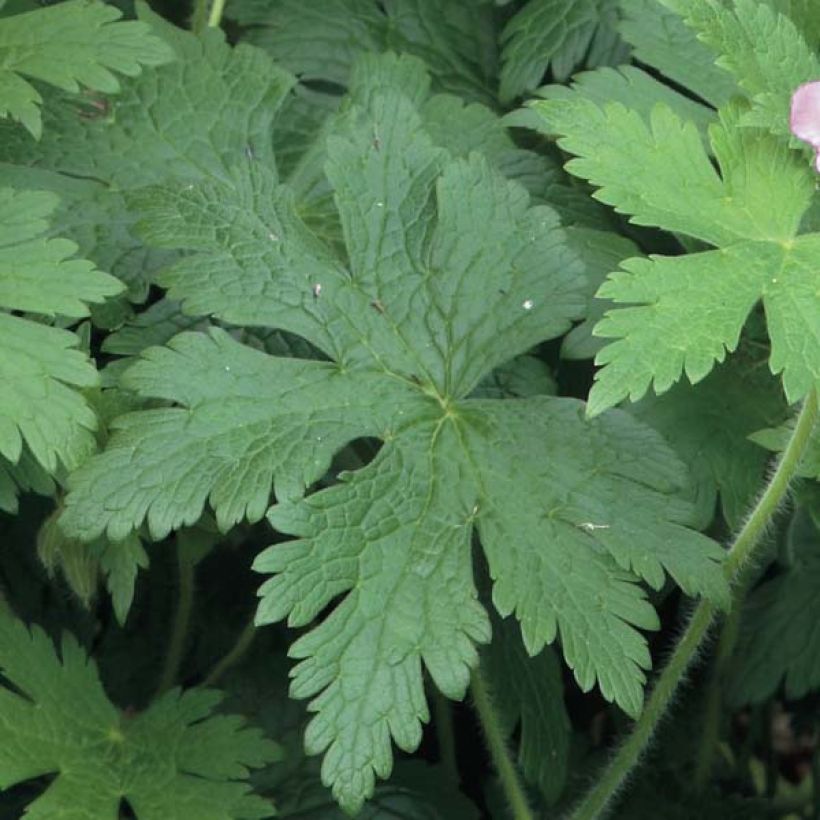 Storchschnabel Sirak - Geranium (Laub)