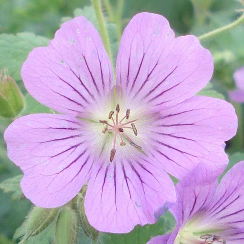 Storchschnabel Sirak - Geranium (Blüte)