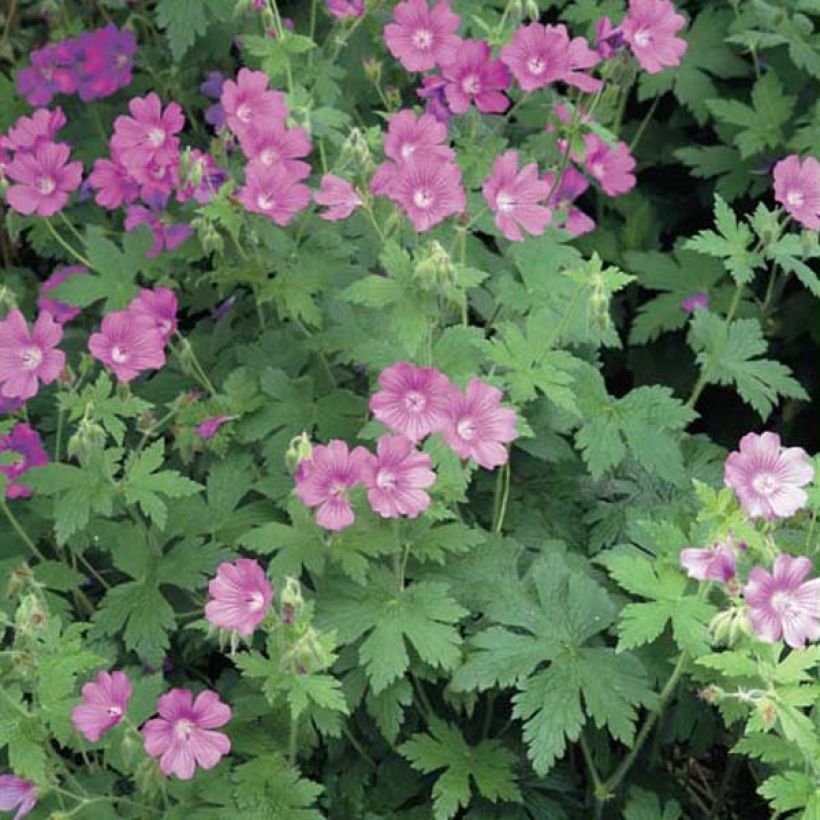 Storchschnabel Sirak - Geranium (Hafen)