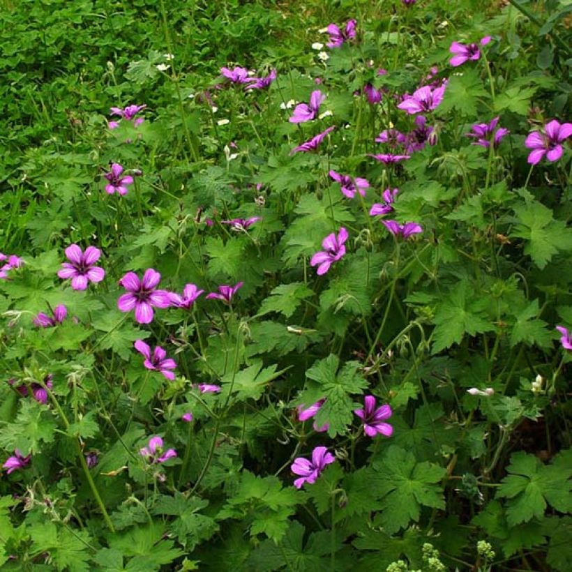 Storchschnabel Sue Crûg - Geranium (Hafen)