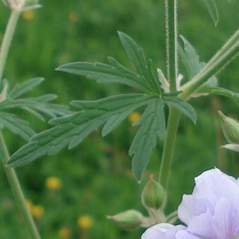 Geranium pratense Summer Skies - Wiesen-Storchschnabel (Laub)