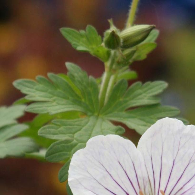 Geranium himalayense Derrick Cook (Laub)