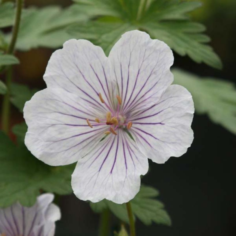 Geranium himalayense Derrick Cook (Blüte)