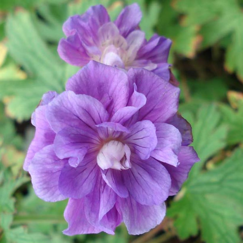 Geranium himalayense Plenum (Blüte)