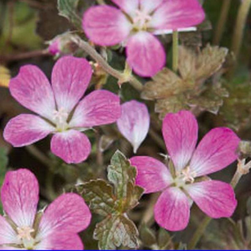 Geranium oxonianum Orkney Cherry - Oxford-Storchschnabel (Blüte)