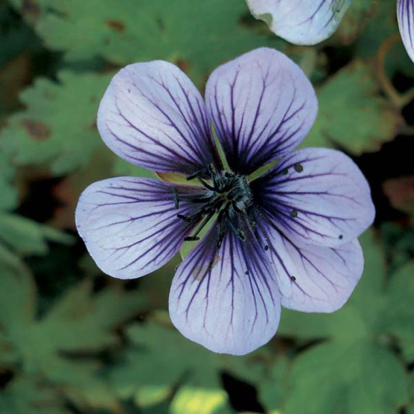 Storchschnabel Salomé - Geranium (Blüte)