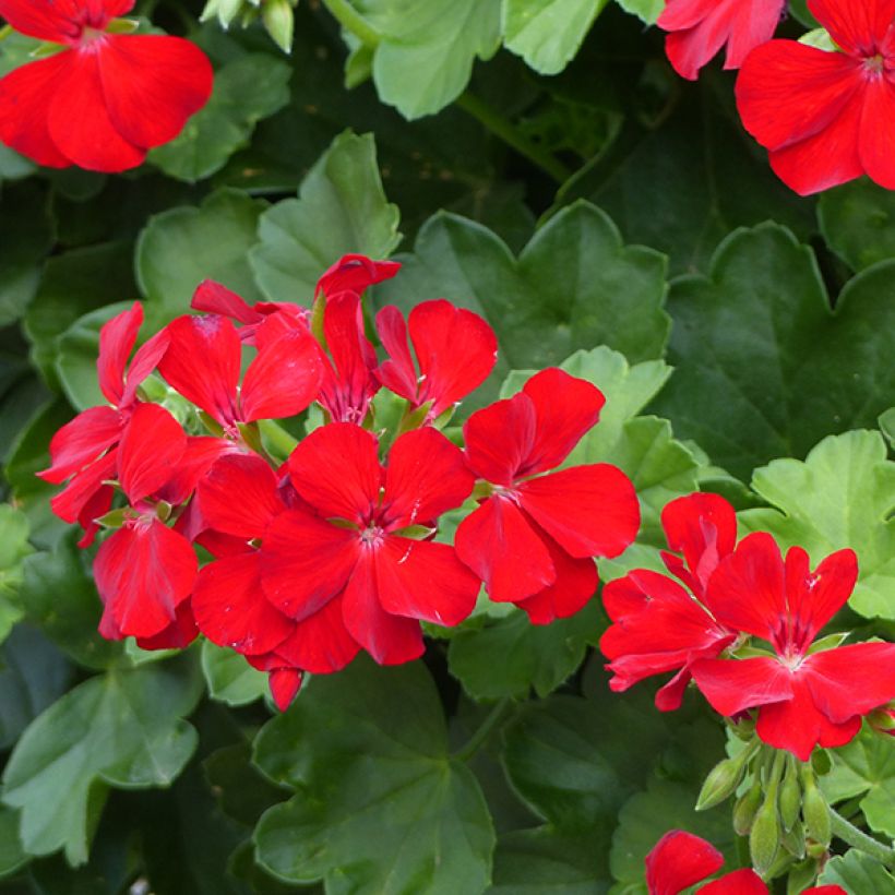 Zonal-Pelargonie TwoinOne Dark Red - Pelargonium (Blüte)