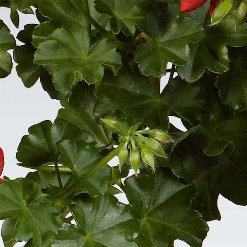 Hängegeranie Balcon Desrumeaux - Pelargonium (Laub)