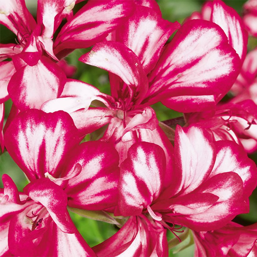 Hängegeranie Mexikanerin/Rouletta - Pelargonium (Blüte)