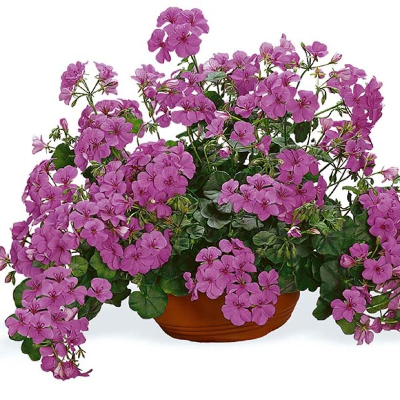 Hängegeranie PAC Happy Face Amethyst Improved - Pelargonium (Blüte)