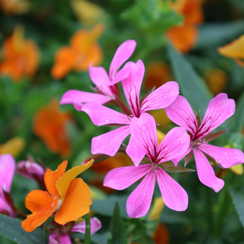 Hängegeranie Balcon Lilas, Lila - Pelargonium (Blüte)