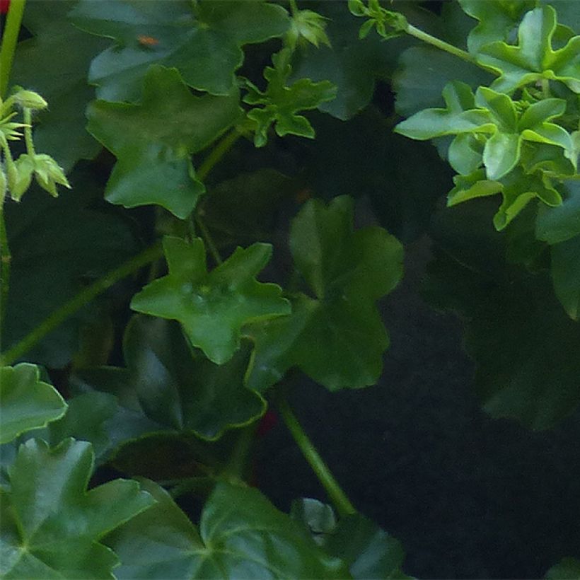 Hängegeranie Ville de Dresden - Pelargonium (Laub)