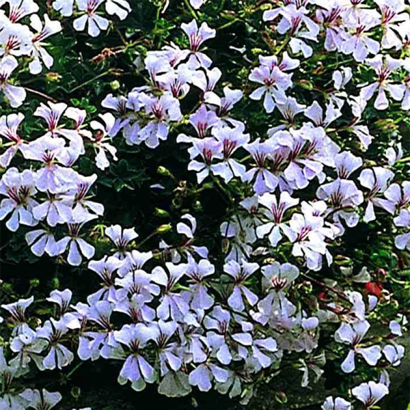 Hängegeranie Ville de Dresden - Pelargonium (Blüte)