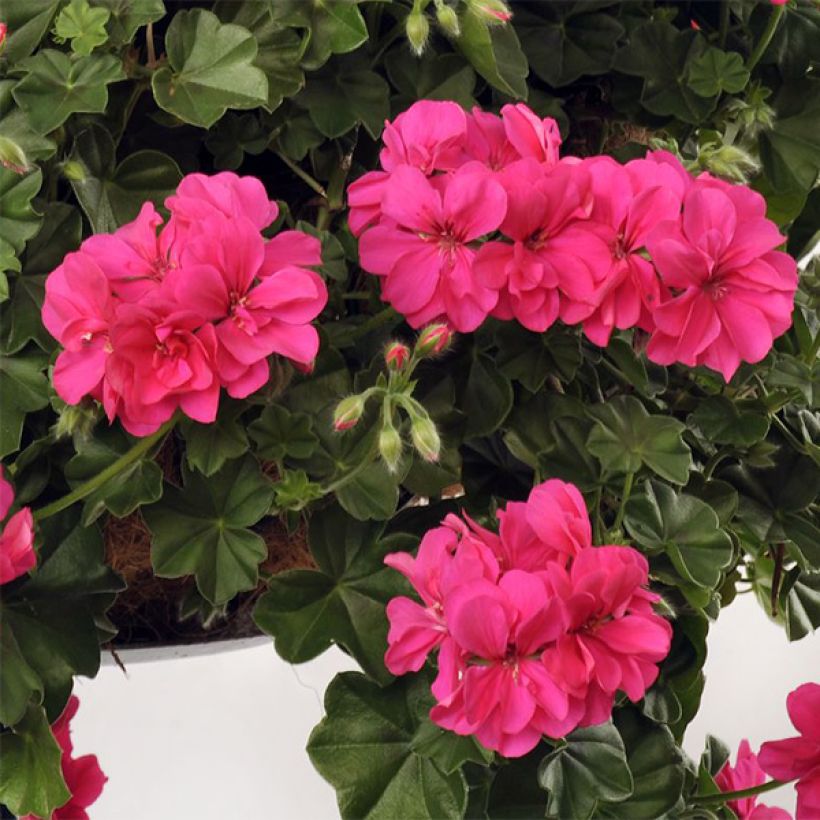 Hängegeranie Rocky - Pelargonium (Blüte)