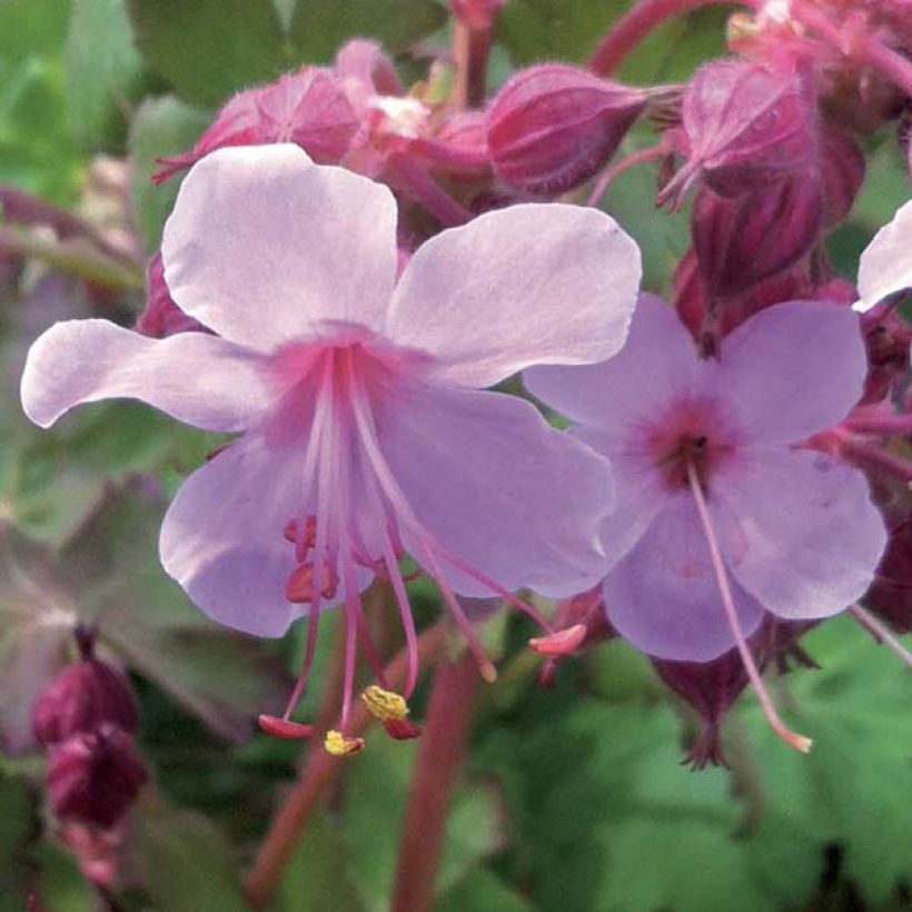 Geranium macrorrhizum Olympos - Balkan-Storchschnabel (Blüte)