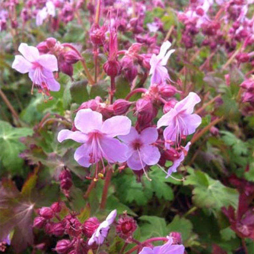 Geranium macrorrhizum Olympos - Balkan-Storchschnabel (Hafen)