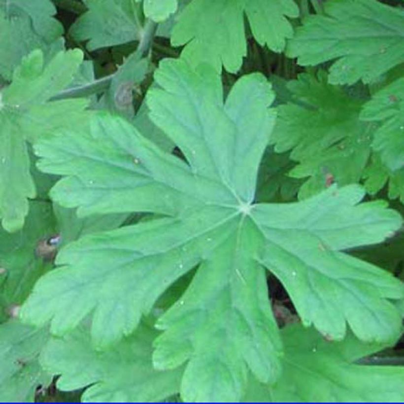 Geranium macrorrhizum Czakor - Balkan-Storchschnabel (Laub)