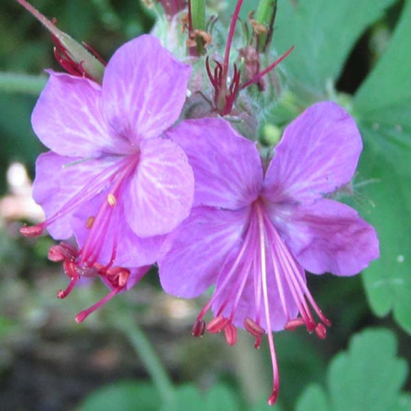 Geranium macrorrhizum Czakor - Balkan-Storchschnabel (Blüte)