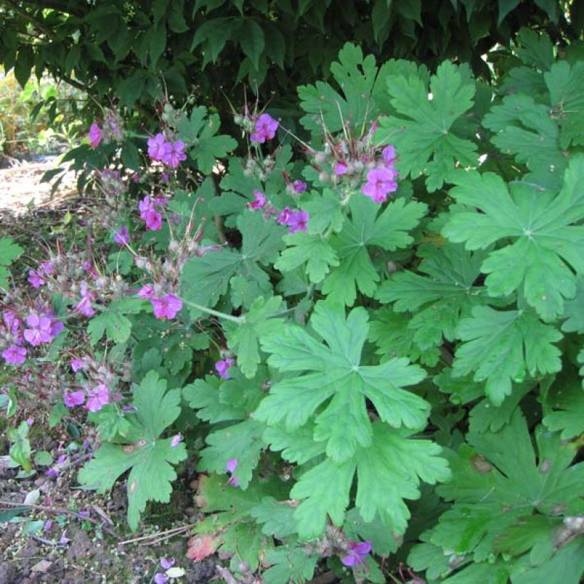 Geranium macrorrhizum Czakor - Balkan-Storchschnabel (Hafen)