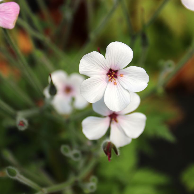 Geranium maderense Album - Madeira-Storchschnabel (Blüte)