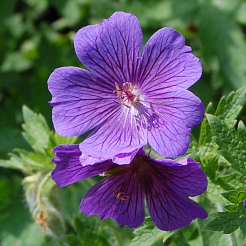 Geranium magnificum - Großer Storchschnabel (Blüte)