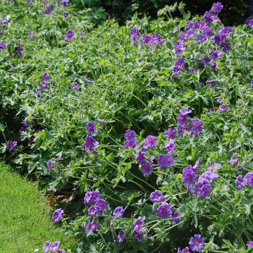 Geranium magnificum - Großer Storchschnabel (Hafen)