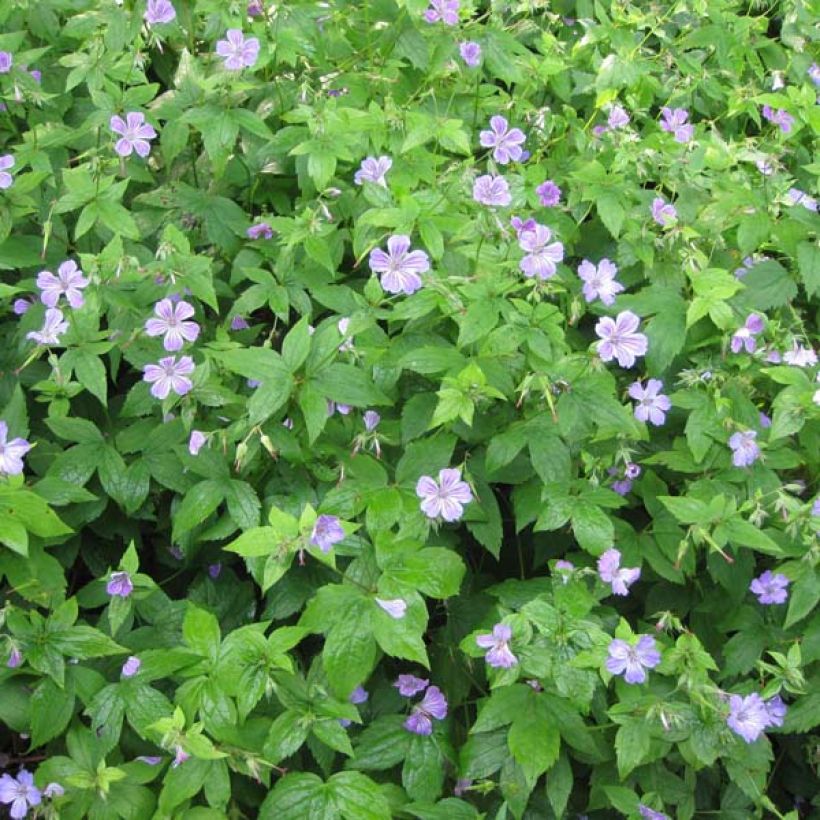 Geranium nodosum - Knotiger Bergwald Storchschnabel (Hafen)