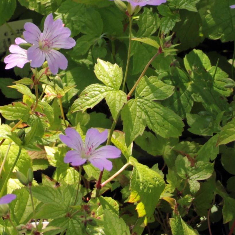 Geranium nodosum Simon - Knotiger Bergwald Storchschnabel (Laub)