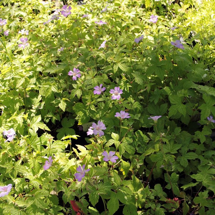 Geranium nodosum Simon - Knotiger Bergwald Storchschnabel (Hafen)