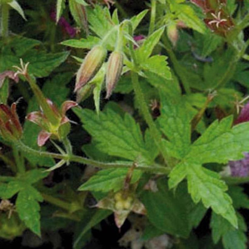 Geranium oxonianum Hollywood - Oxford-Storchschnabel (Laub)