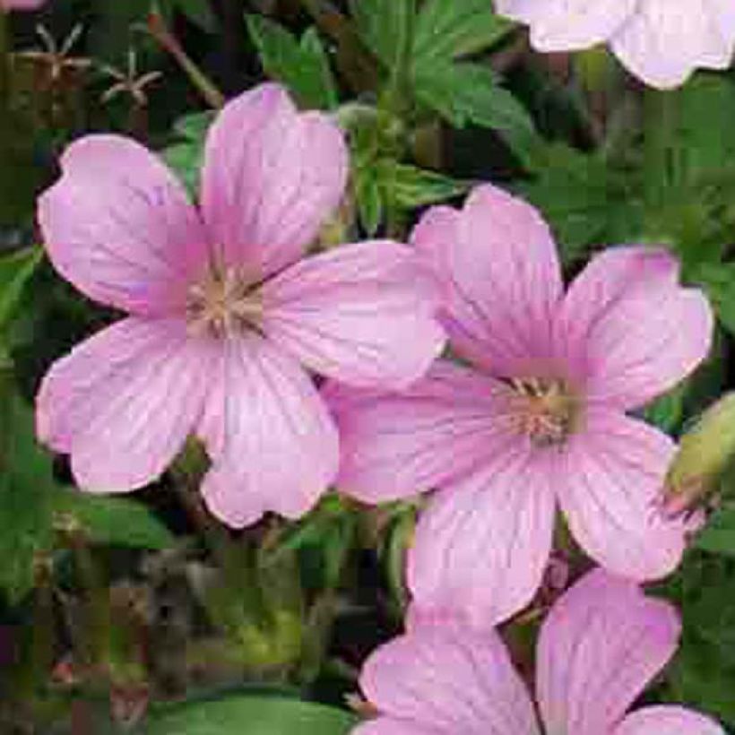 Geranium oxonianum Hollywood - Oxford-Storchschnabel (Blüte)