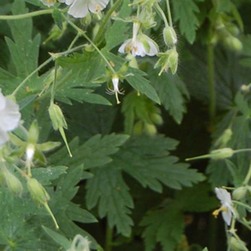 Geranium phaeum Album - Brauner Storchschnabel (Laub)