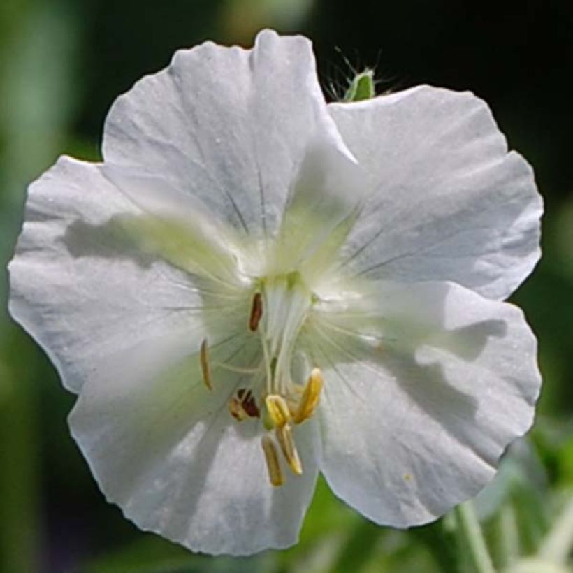 Geranium phaeum Album - Brauner Storchschnabel (Blüte)