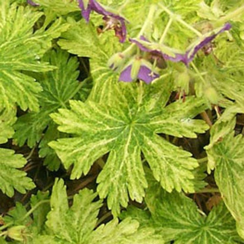 Geranium phaeum Margaret Wilson - Brauner Storchschnabel (Laub)