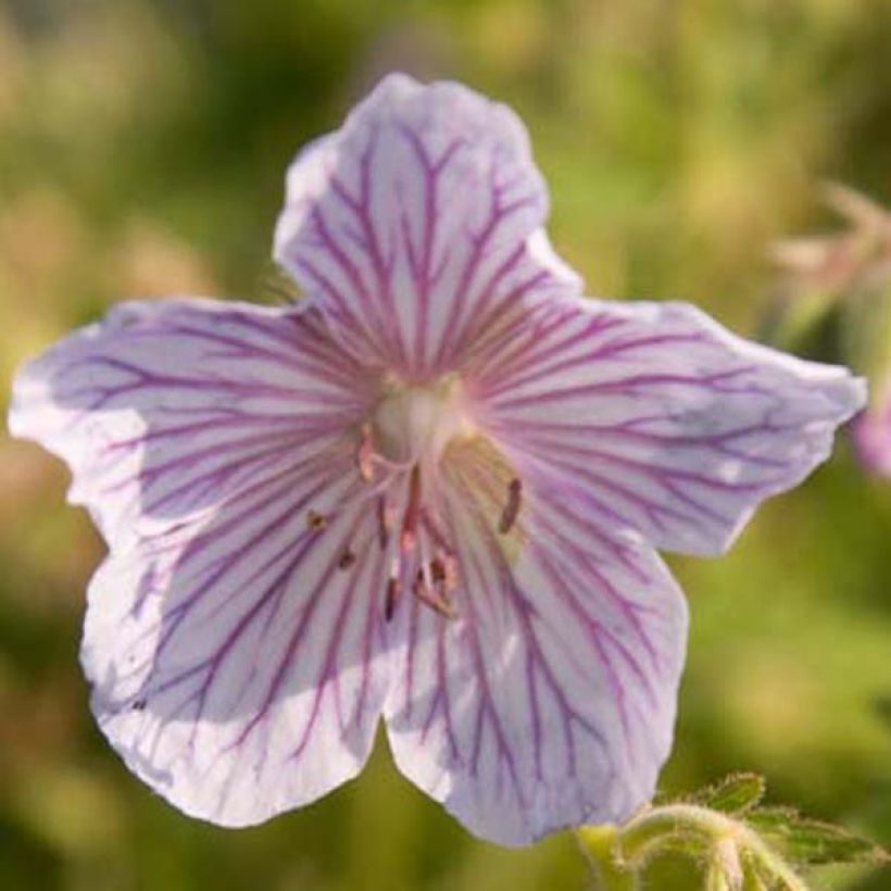 Geranium pratense Ilja - Wiesen-Storchschnabel (Blüte)