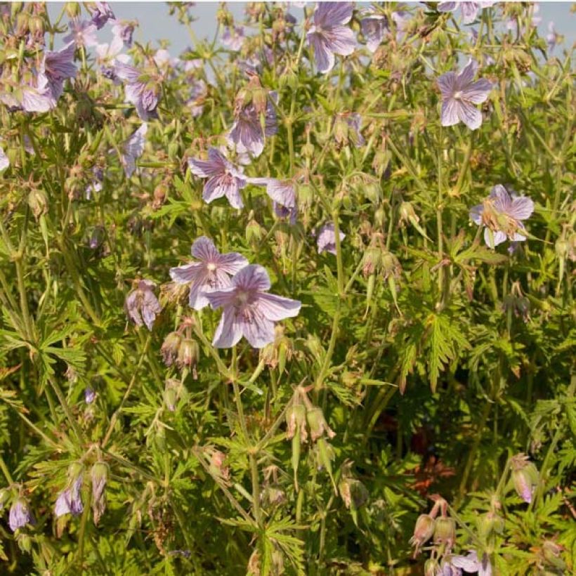 Geranium pratense Ilja - Wiesen-Storchschnabel (Hafen)