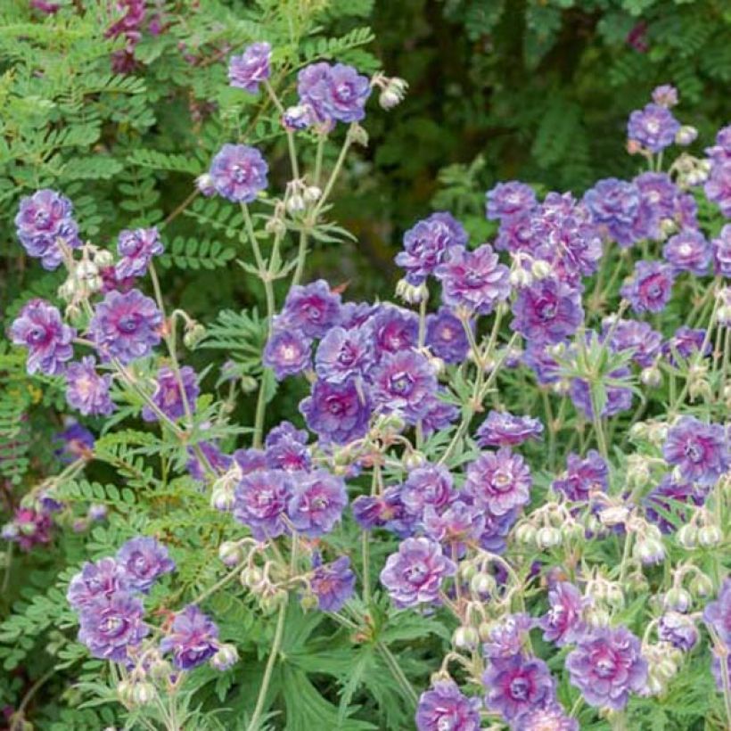 Geranium himalayense Plenum (Hafen)