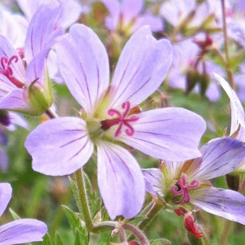 Geranium sylvaticum Prelude - Wald-Storchschnabel (Blüte)