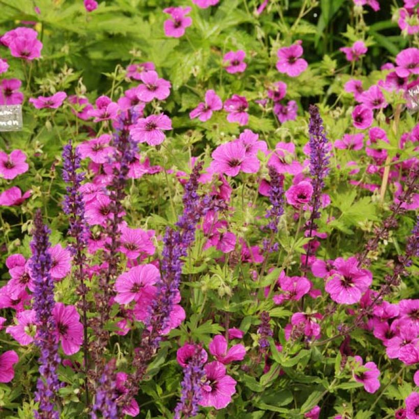 Geranium psilostemon Eva - Armenischer Storchschnabel (Hafen)