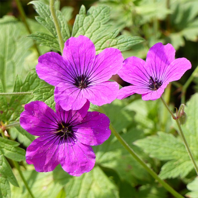 Geranium psilostemon Red Admiral - Armenischer Storchschnabel (Blüte)